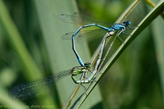 IMG_7775_M.Y_2018_Dx-postraité-scaled